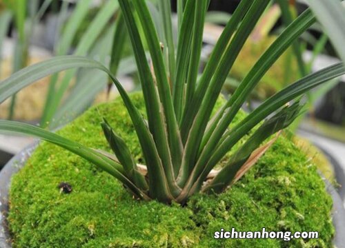 北方庭院适合种什么花