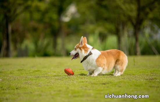 柯基不断尾有什么影响