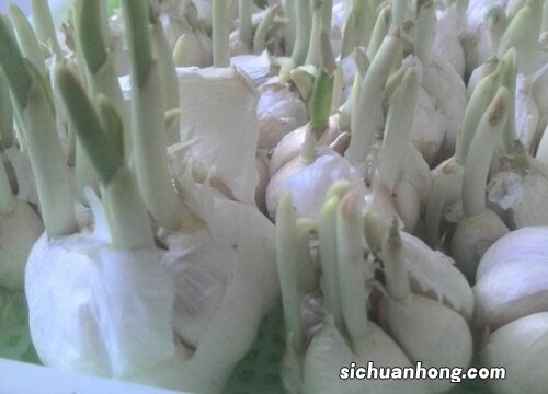 尿液可以浇大蒜吗