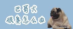 巴哥犬很臭怎么办