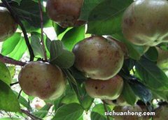 油茶树生长环境条件及特点