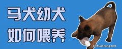 马犬幼犬怎么喂养