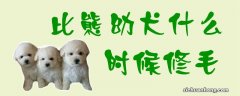 比熊幼犬什么时候修毛