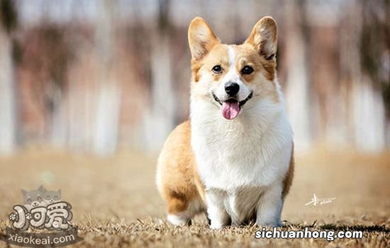 狗能不能吃田鸡