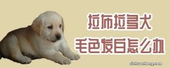 拉布拉多犬毛色发白怎么办