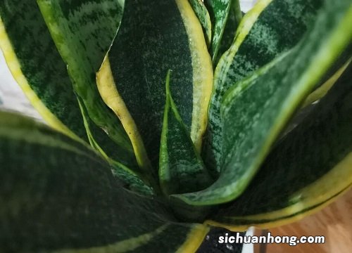 厕所适合养什么花或植物