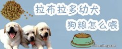 拉布拉多幼犬狗粮怎么喂