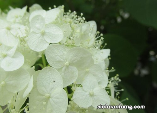 绣球花喜欢太阳吗