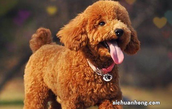 贵宾犬毛不卷是不是贵宾犬