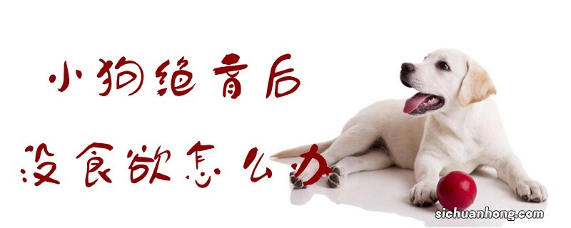 小狗绝育后没食欲怎么办