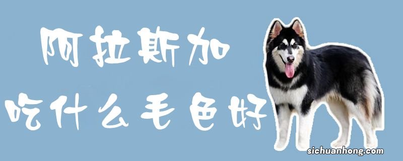 阿拉斯加吃什么毛色好