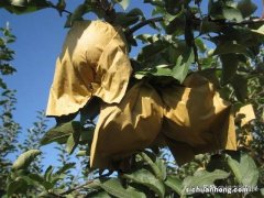 水果套袋起什么作用