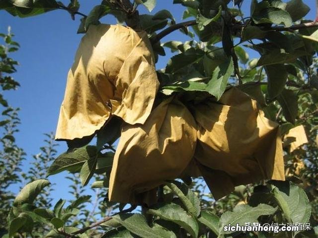 水果套袋起什么作用