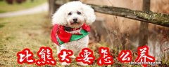 比熊犬要怎么养