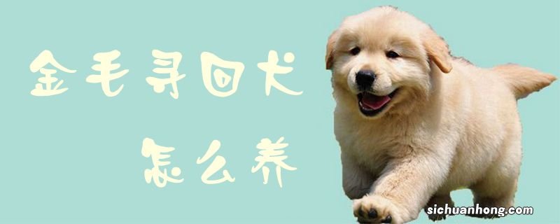 金毛寻回犬怎么养