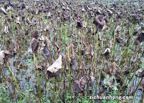 莲藕的生长周期是多长时间