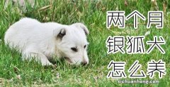 两个月银狐犬怎么养