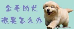 金毛幼犬很臭怎么办