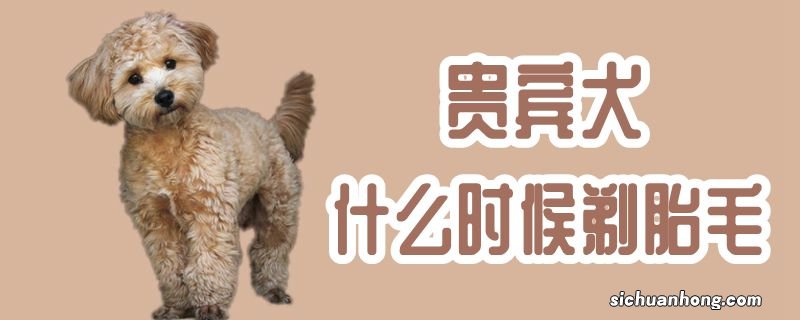 贵宾犬什么时候剃胎毛