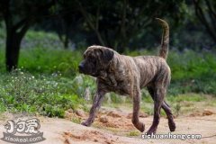 加纳利幼犬玩具怎么选