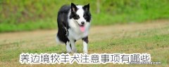 养边境牧羊犬注意事项有哪些