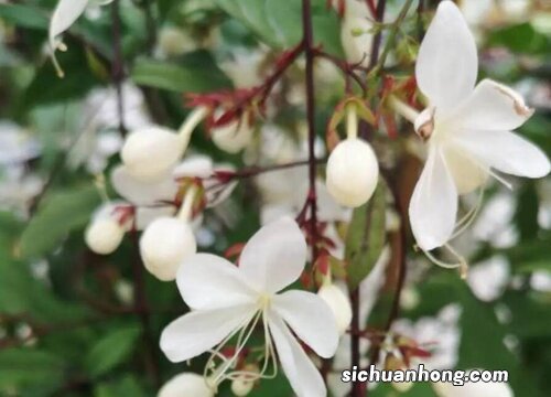 茉莉花多少天浇一次水