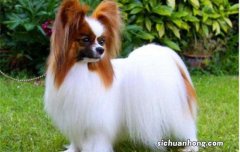 蝴蝶犬呕吐是怎么回事