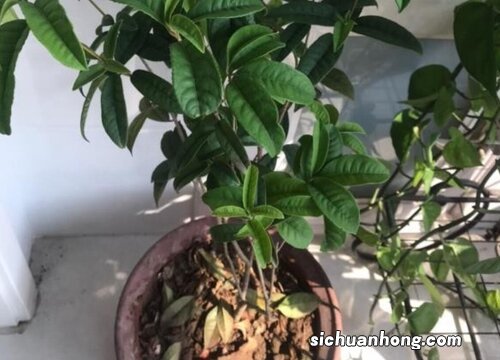 盆栽桂花配土方法与种植土壤