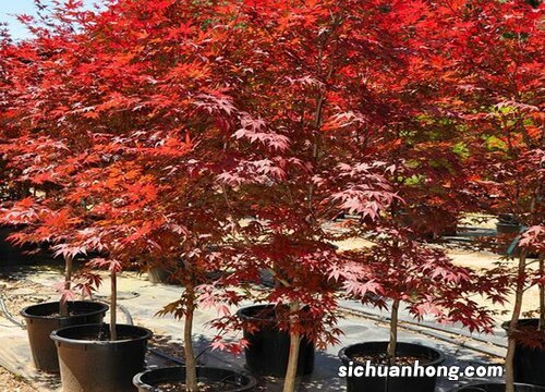 五角枫修剪最佳时间