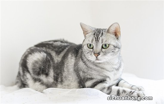 虎斑猫怎么接触新主人