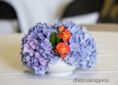 无尽夏上盆方法与步骤