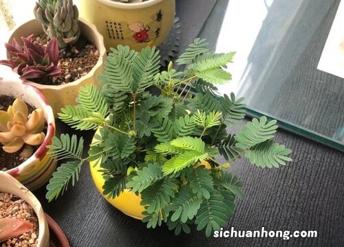 含羞草怎么养才能开花多