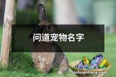 问道宠物名字