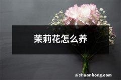 茉莉花怎么养