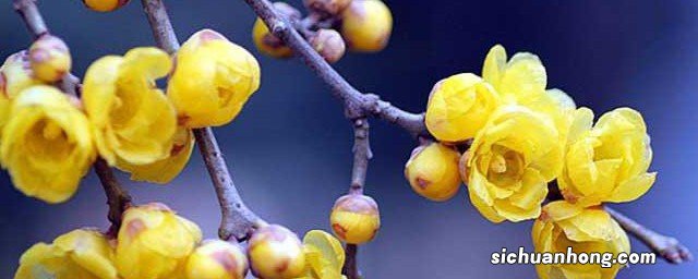 盆栽腊梅修剪时间