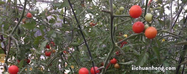 番茄啥时候修剪合适呢