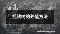 摇钱树的养殖方法