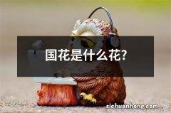 国花是什么花?