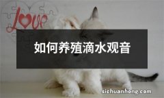 如何养殖滴水观音