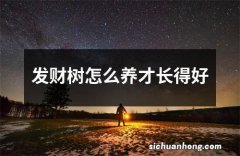 发财树怎么养才长得好