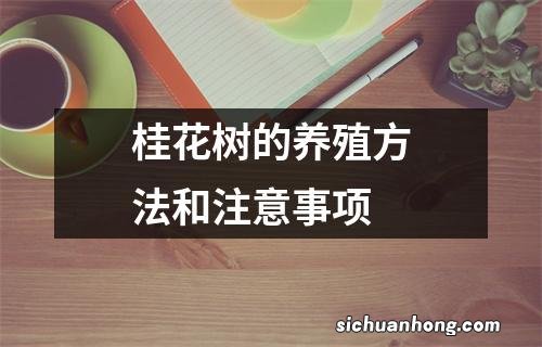 桂花树的养殖方法和注意事项