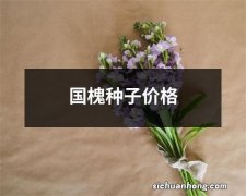 国槐种子价格