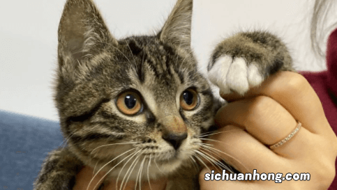 养宠物可以缓解孤独吗 一个人养宠物养什么好