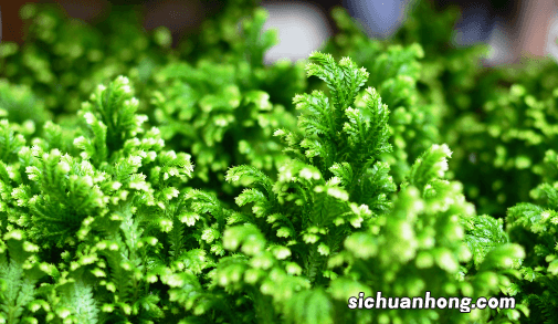 卷柏可以水培吗 养卷柏哪些事项是要注意的