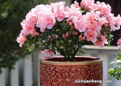 盆栽杜鹃花怎么养殖方法和注意事项