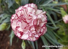 康乃馨喜欢太阳吗