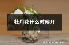 牡丹花什么时候开