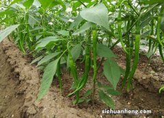 雨季好适合种什么蔬菜