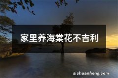 家里养海棠花不吉利