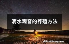 滴水观音的养殖方法